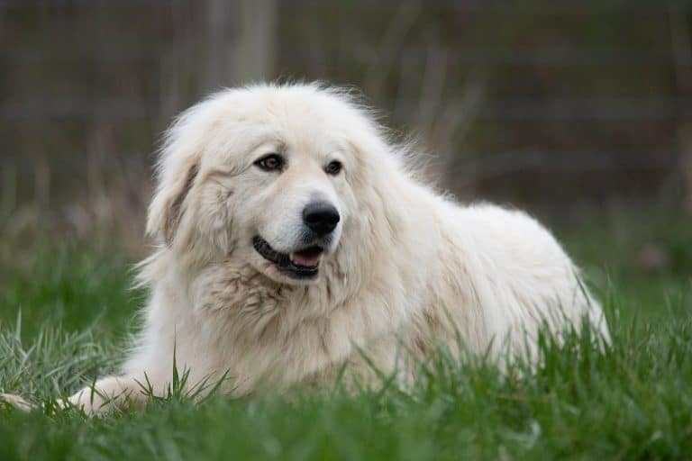 Are Great Pyrenees Good With Cats?