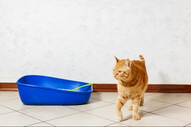 Why Is My Cat Pooping in the House All of a Sudden?