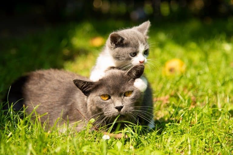 When Do Mother Cats Leave Their Kittens?