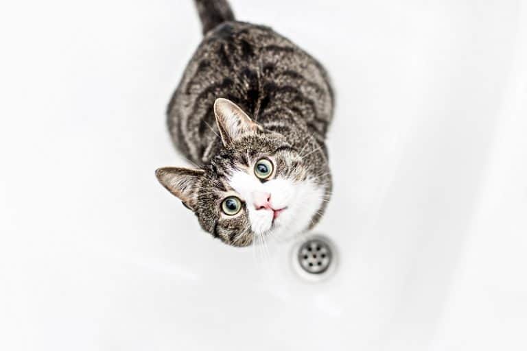 Why Does My Cat Watch Me Shower?