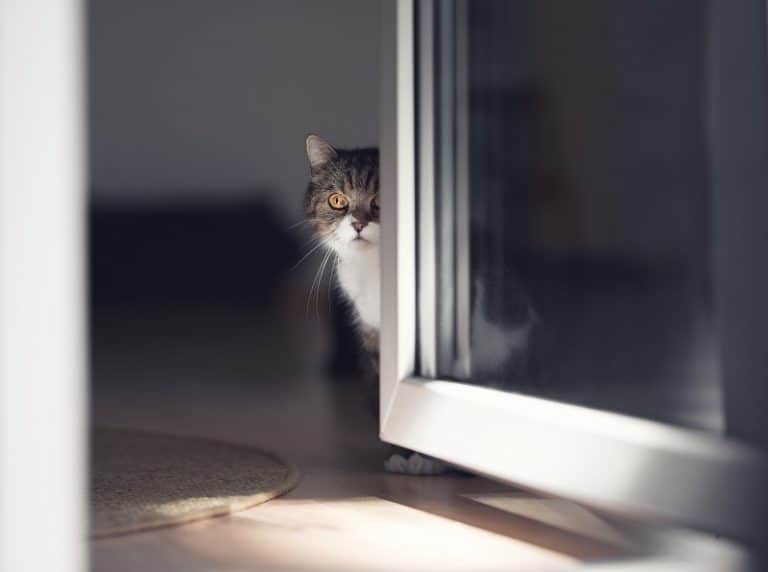 Why Is My Cat Suddenly Avoiding Me 