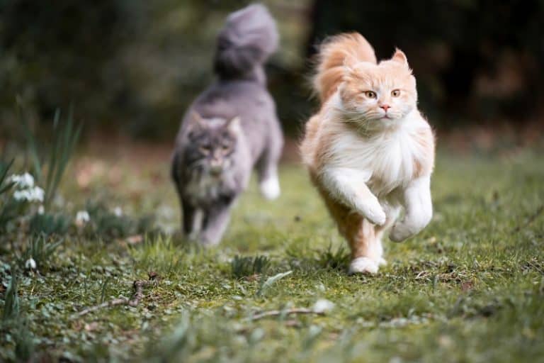 Why Do Cats Chase Their Tails?