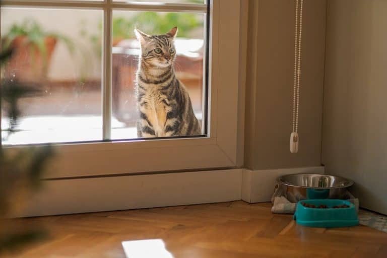Will My Cat Come Back If I Let Him Outside?