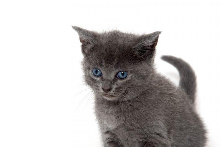 Are All Kittens Born With Blue Eyes?