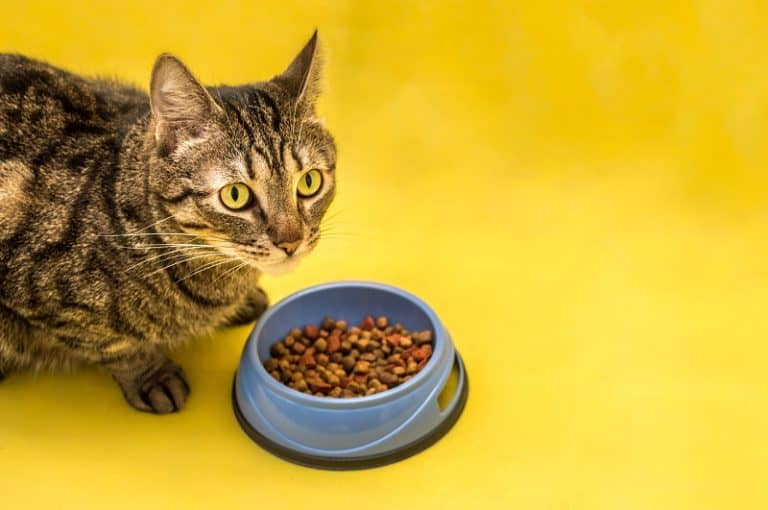 AAFCO Approved Cat Food