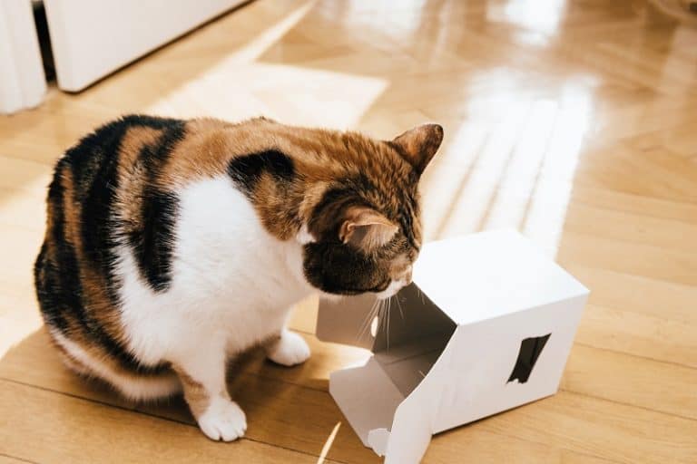 Cat Chewing Cardboard
