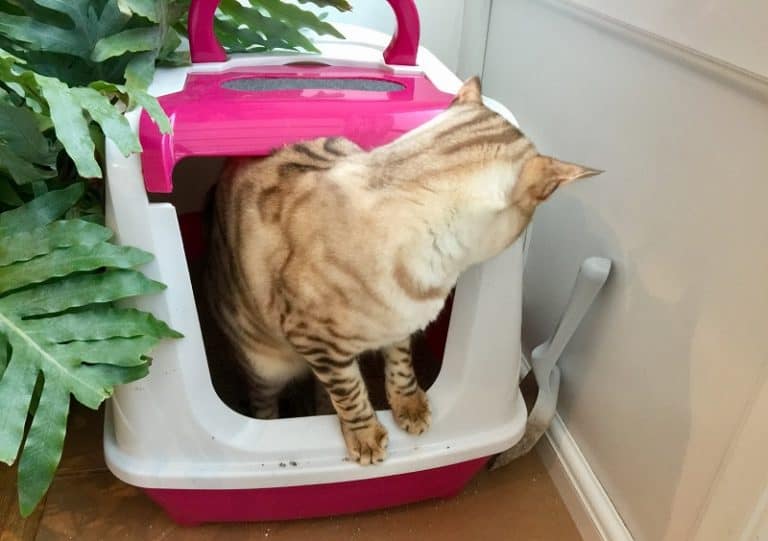 Cat Keeps Going to the Litter Box But Nothing Happens