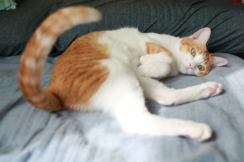 How To Get Rid Of Bed Bugs On Cats 