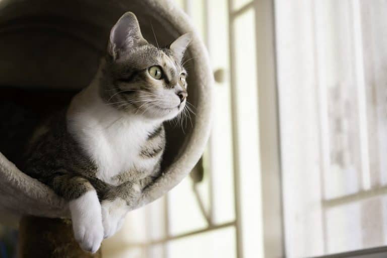 How to Get Cat to Use Cat Tree?