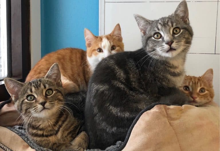 How to Get a Cat to Lose Weight With Multiple Cats?