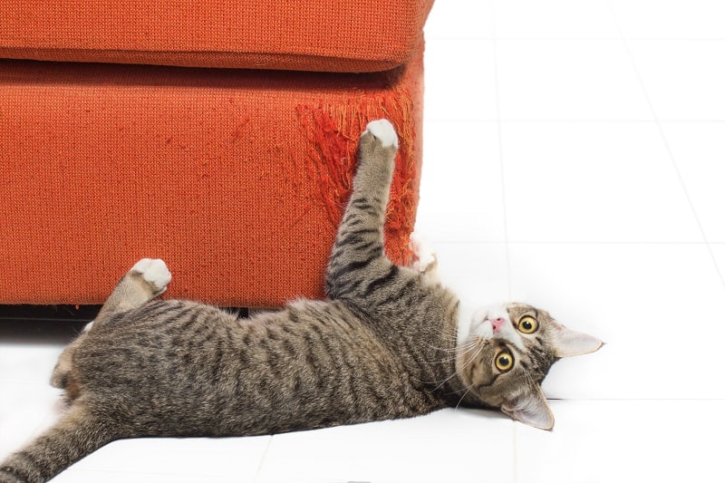 How To Keep Cats From Scratching Furniture Using Vinegar 