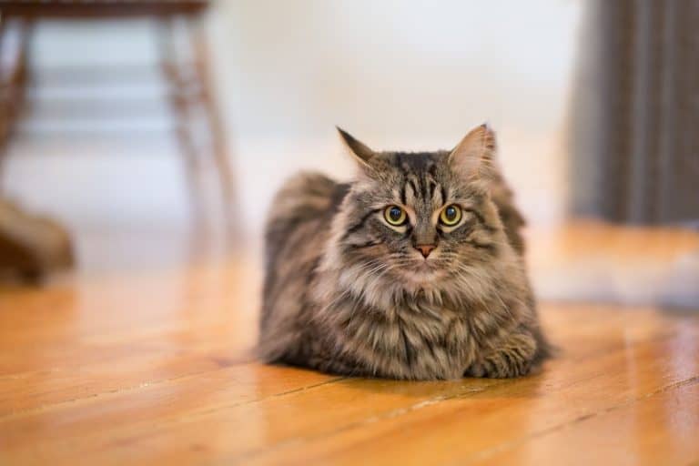 Neutered Male Cat Behavior