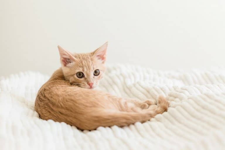 Why Do Cats Backs Twitch?