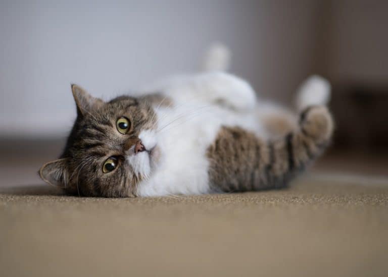 Why Do Cats Flop Down In Front Of You?