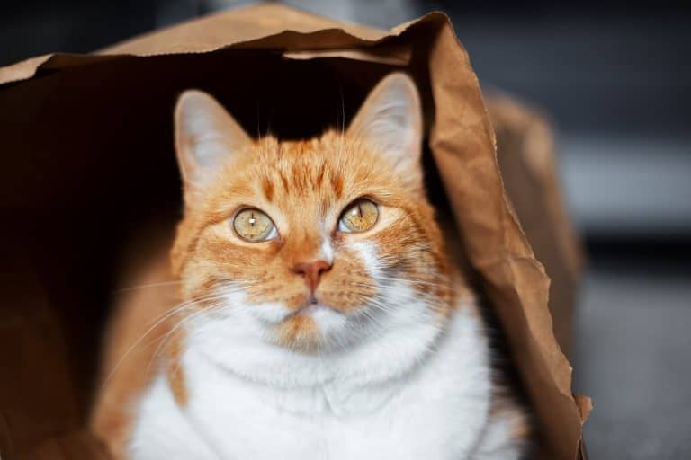 Why Do Cats Like Crinkly Things?