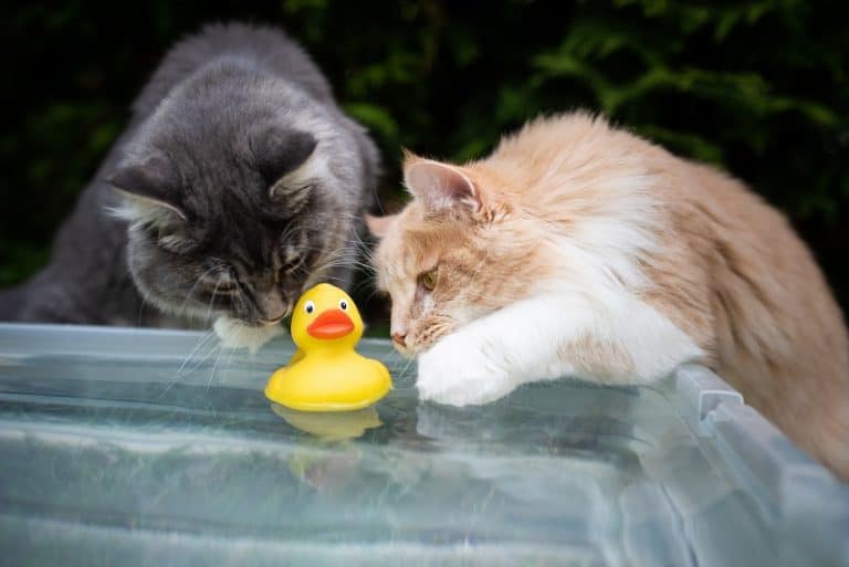Why Do Cats Put Toys In Water?