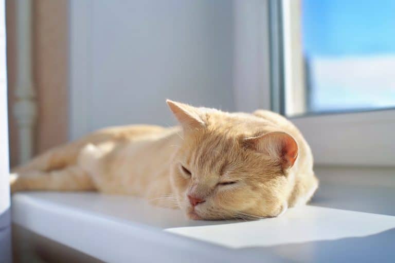 Are Baby Wipes Safe for Cats?