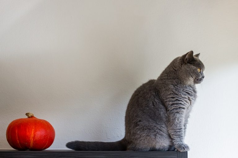 How To Get A Cat To Leave You Alone?