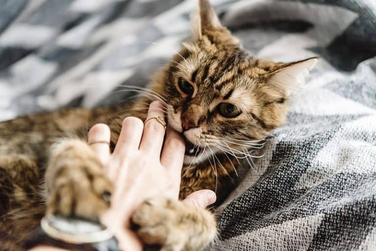 Why Do Cats Rub Their Teeth On You?