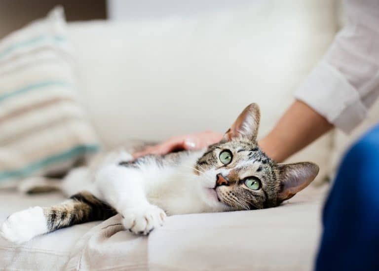 Why Do Cats Shake Their Heads After You Pet Them?