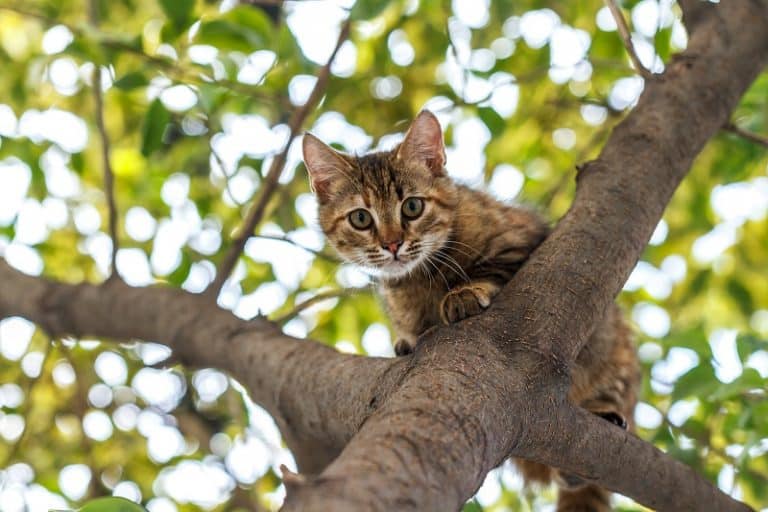 Can Cats See Infrared?