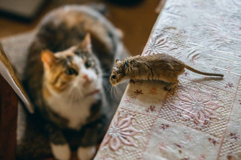 Can Mice Sense A Cat In The House?