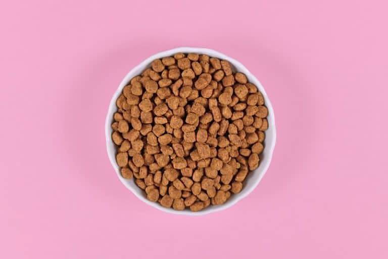 How To Soften Dry Cat Food?