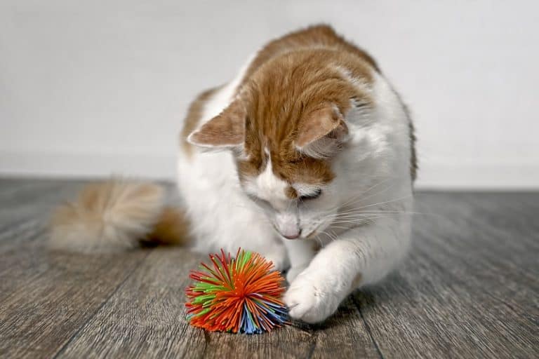 How To Tire Out A Cat?