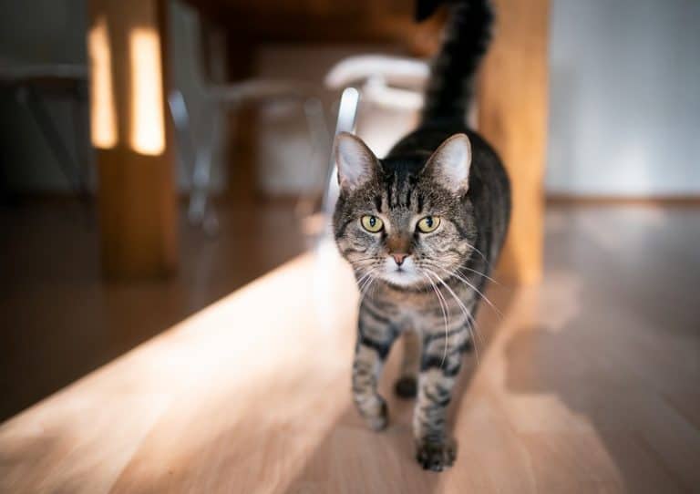 Why Do Cats Come When You Whistle?