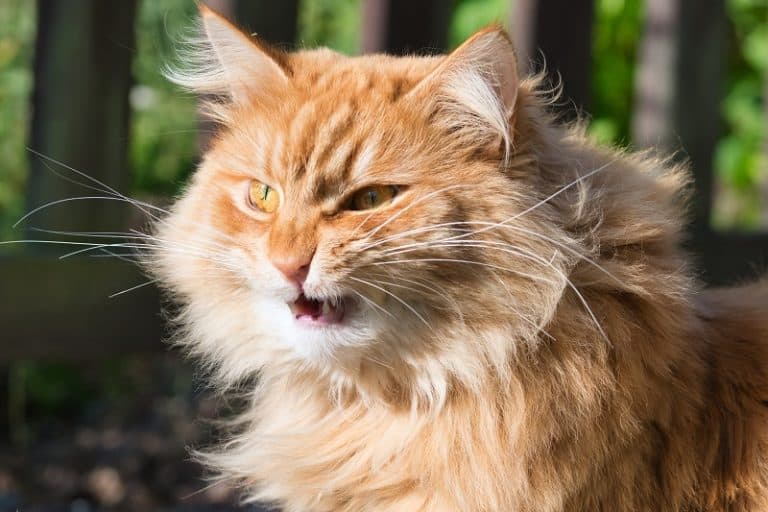 Broken Cat Whiskers Symptoms