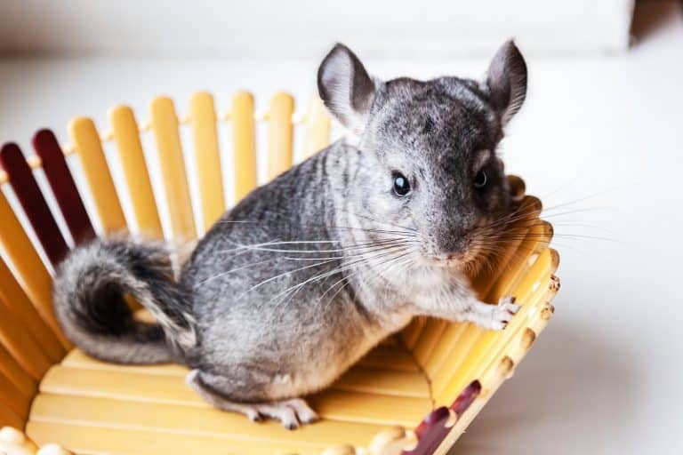 Chinchillas And Cats