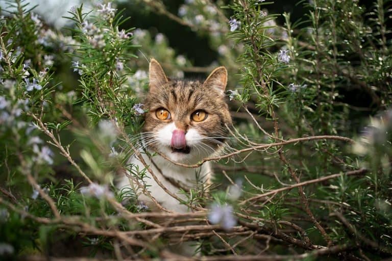 Do Cats Like Rosemary?