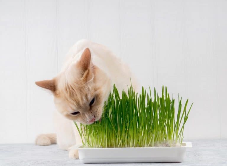 How Do I Grow Cat Grass Without Soil?