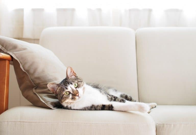 Is It Cruel To Keep A Cat Indoors All The Time?