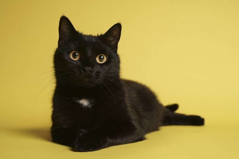 Are Black Cats Hypoallergenic?