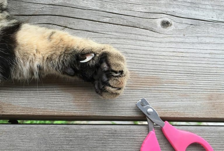 Do Cats Claws Grow Back?