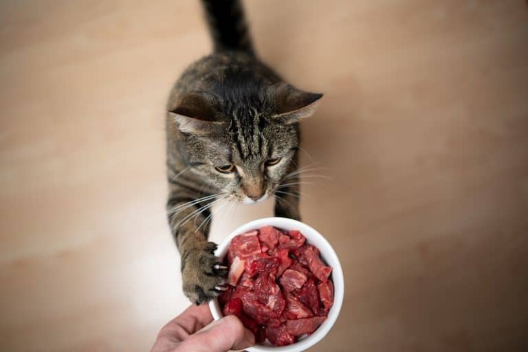 Cat Eats With Paws