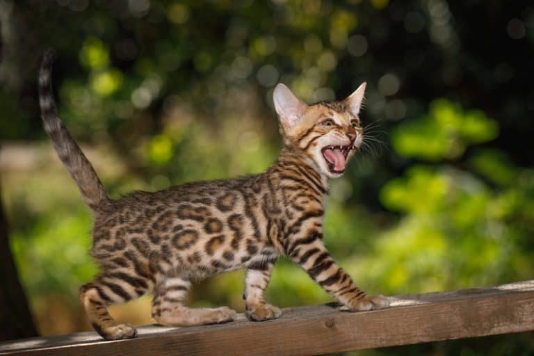 Bengal Cat Behavior Problems