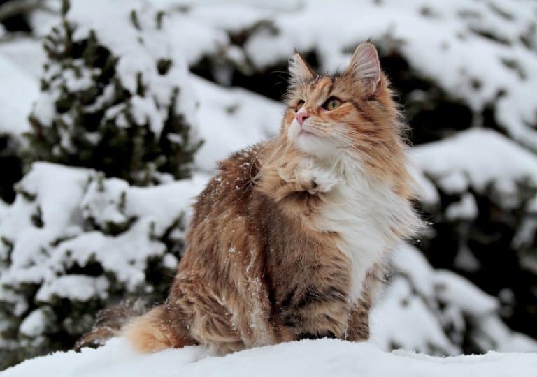 Can A Cat Freeze To Death?