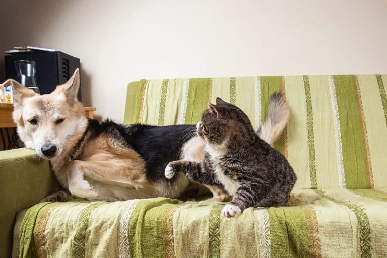 Cat Attacks Dog Unprovoked