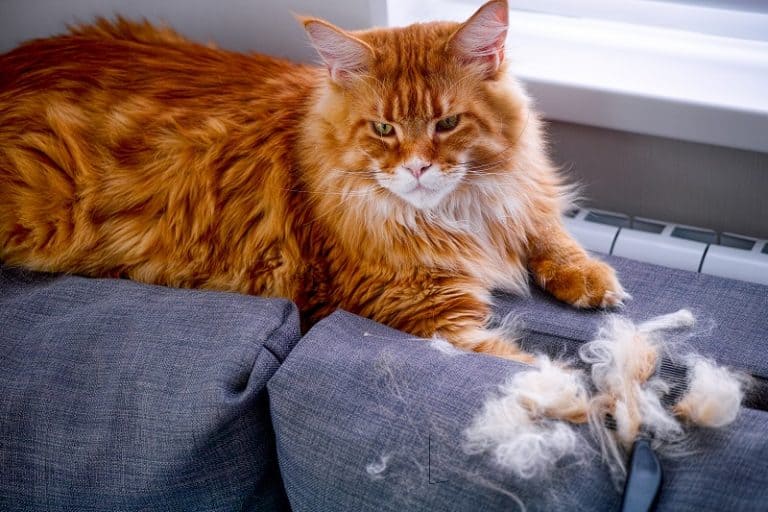 Cat Losing Clumps Of Hair