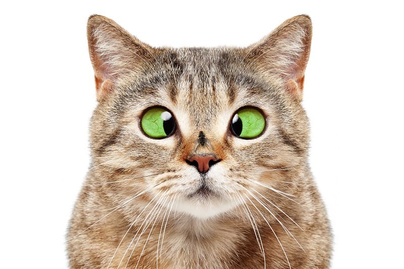 Do Cats Eat Bugs 
