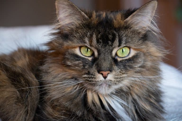 Maine Coon Vs American Long Hair Maine Coon Vs American Long Hair