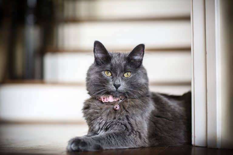 Should Cats Wear Collars Should Cats Wear Collars