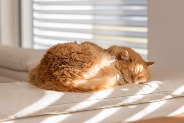 Where Do Cats Like To Sleep?