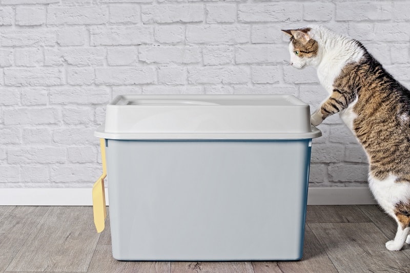 Why Does My Cat Stare At The Litter Box 