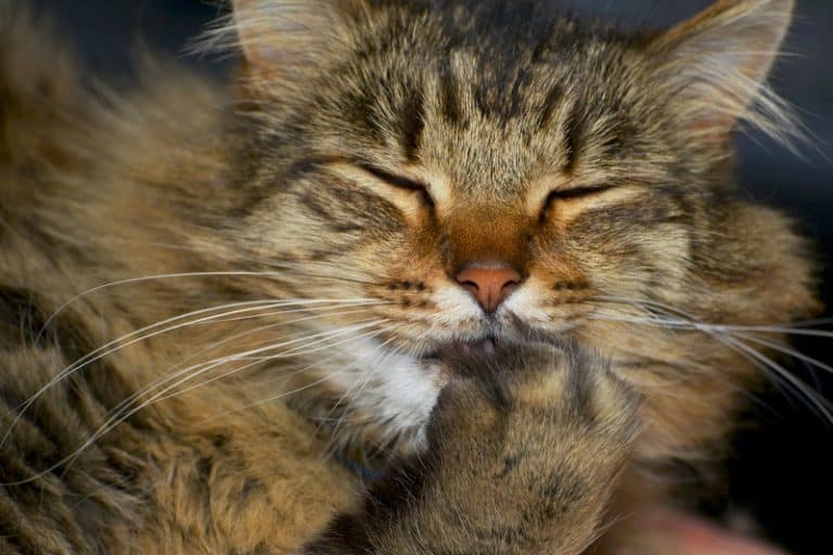 Why Do Cats Cover Their Mouth?