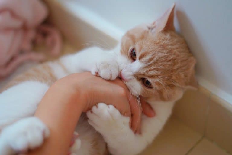 Why Do Cats Rub Against You Then Bite?
