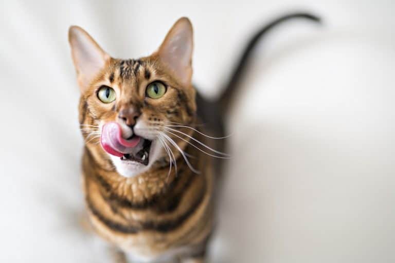 Do Cats Have Taste Buds?