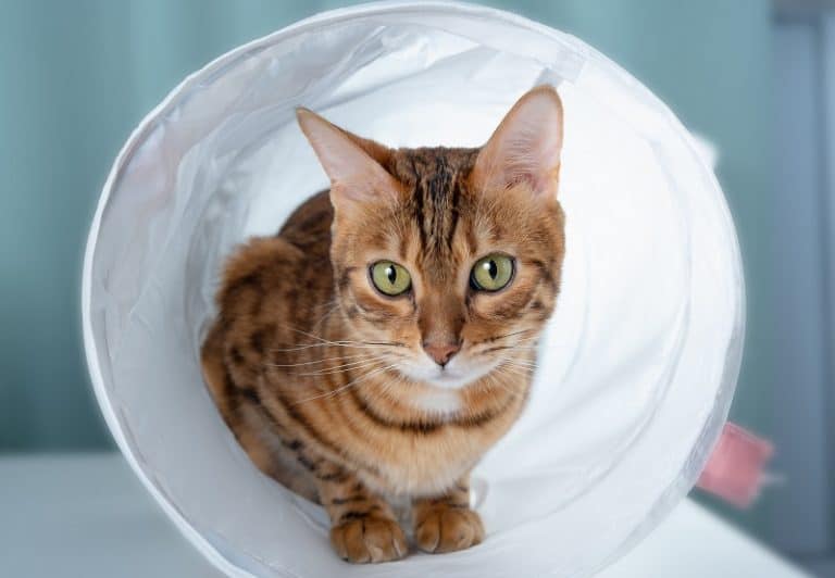 Why Do Cats Like Tunnels?